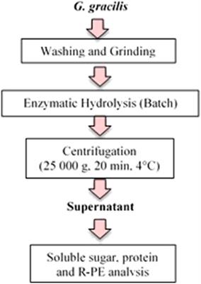 Enhanced Liberation of Soluble Sugar, Protein, and R-Phycoerythrin Under Enzyme-Assisted Extraction on Dried and Fresh Gracilaria gracilis Biomass